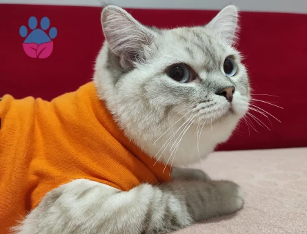 British Shorthair Erkek 2 Yaşında Eş Arıyor