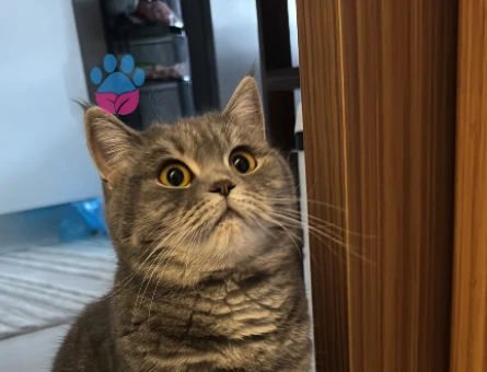 British Shorthair 1 Yaşında Kızgınlıkta - 118981216