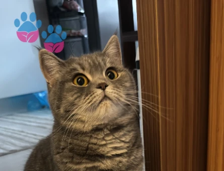 British Shorthair 1 Yaşında Kızgınlıkta