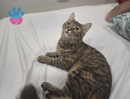 Badem kızımıza damat arıyoruz