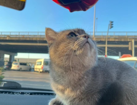 British Shorthair 2 Yaşında Eş Arıyor - 118981248