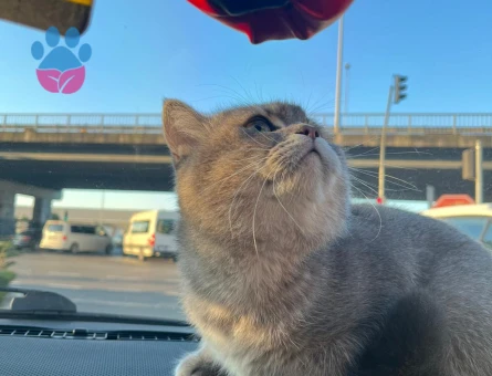 Kedimize dişi kedi arıyoruz