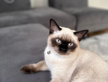 British Shorthair 1 yaşında Eş Arıyor - 118981263