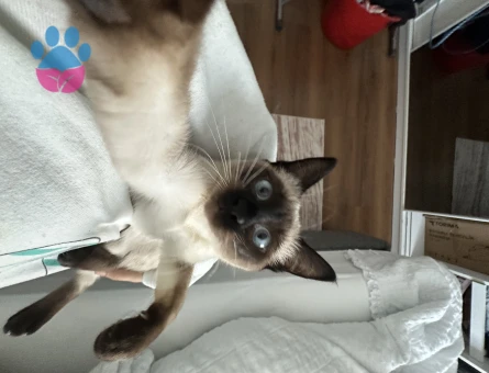 Siyam kedime Eş arıyorum