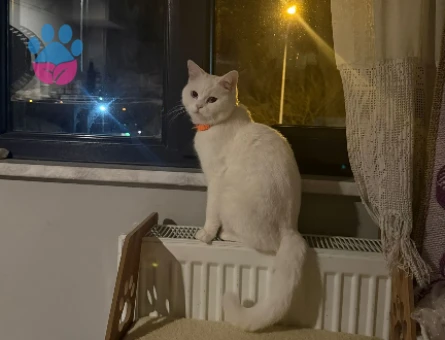 Dişi beyaz british 1 yaş  güzel kedime eş arıyorum