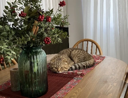 ACİL ilan Dişi kedi arıyoruz - 118981345