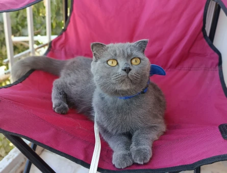 Scottish Fold 1 Yaşında Kedim Eş Arıyor - 118981349
