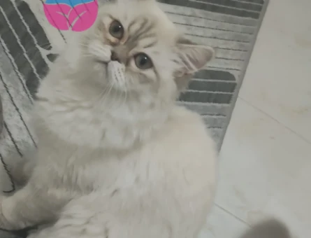 Çiftleşmeye hazır British Longhair kızıma erkek aday arıyorum - 118981366