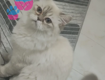 Çiftleşmeye hazır British Longhair kızıma erkek aday arıyorum