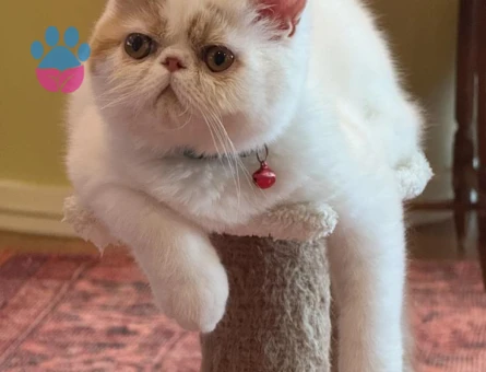 Yakışıklı oğlumuz Limon'a eş arıyoruz 🥰