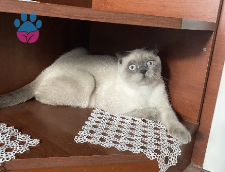 Dönemi geldiği için eş arıyorum