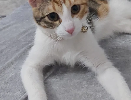 Calico (Patiska) İnci kızıma eş arıyorum - 118981410