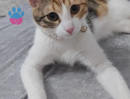 Calico (Patiska) İnci kızıma eş arıyorum