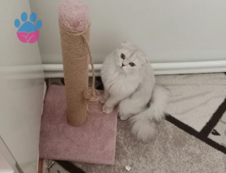 Scottish Fold 1 Yaşımda Kedime Eş arıyoruz