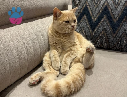 8 aylık British Shorthair Erkek - Flörte açık