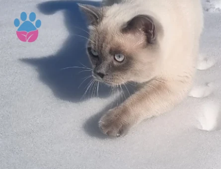 british bluepoint erkeğimize eş arıyoruz