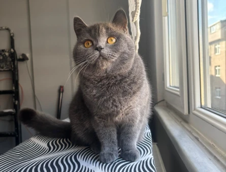British Shorthair Kedimize eş arıyoruz - 118981456