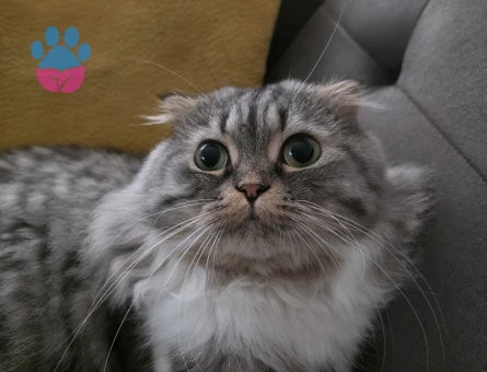 Scotih Fold Longhair Erkek Kedime Eş Arıyorum