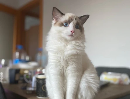 DİŞİ RAGDOLL KEDİMİZE EŞ ARIYORUZ. - 118981480
