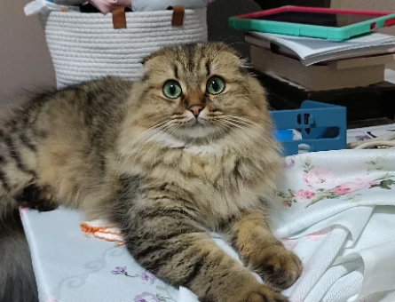 British Longhair 1 Yaşında Kedim Eş Arıyor - 118981504