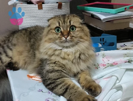 British Longhair 1 Yaşında Kedim Eş Arıyor