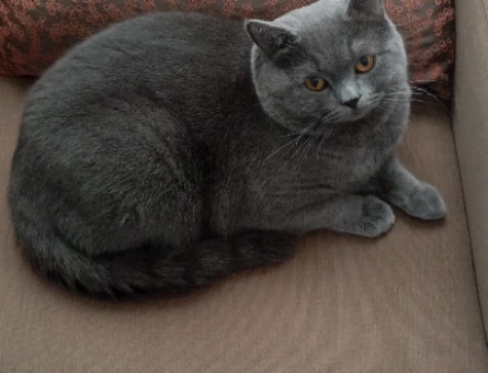 British Shorthair 14 aylık Erkek - 118981520