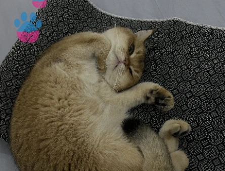 British Shorthair Prensesimize Prens arıyoruz