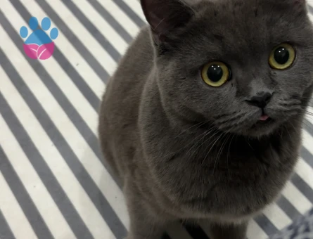 Prenses kedimize manita arıyoruz