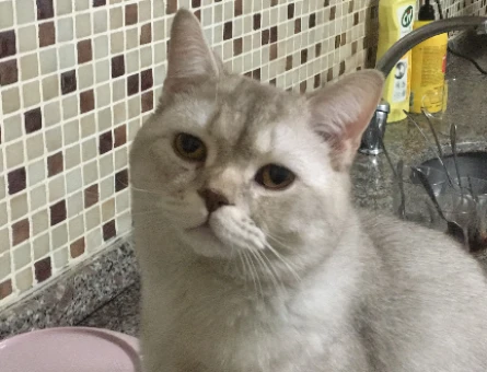 British Shorthair Kedim Kızgınlıkta - 118981553