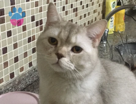 British Shorthair Kedim Kızgınlıkta