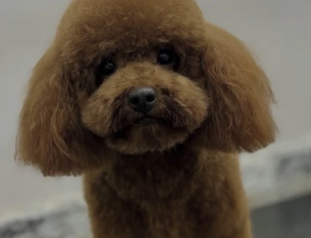 Toy poodle oğluşum 2 Yaşında Eş Arıyor - 118981558