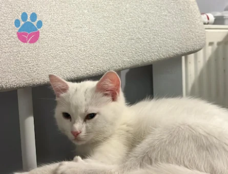 Ankara Kedisi Dişi Kızgınlıkta