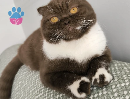 bicolor chocolate kızımıza eş arıyoruz