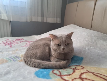 Brıtısh Shorthair lilac 2 Yaşında Eş Arıyor - 118981583