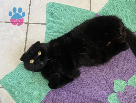 Scottish Fold erkek Cola’mıza eş arıyoruz.