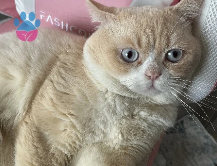 Erkek kedime dişi eş arıyorum