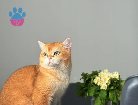 British Shorthair 1 Yaşında Boncuğuma eş arıyorum