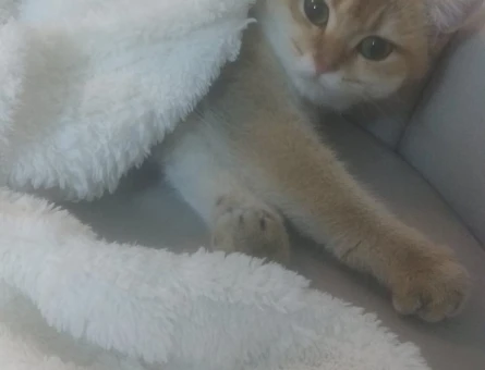 British shorthair prensesimize eş arıyoruz - 118981709