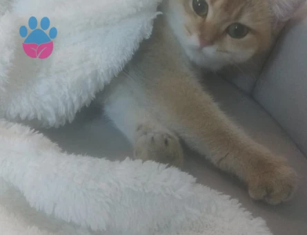 British shorthair prensesimize eş arıyoruz