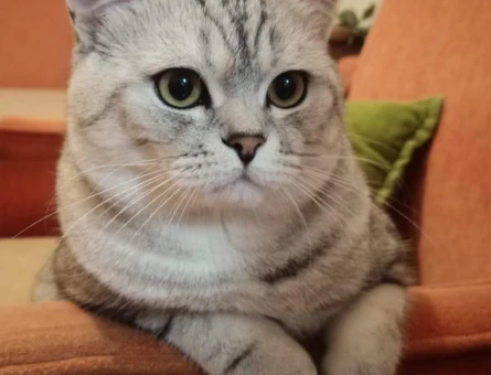 British Shorthair kedimize eş arıyoruz - 118981719