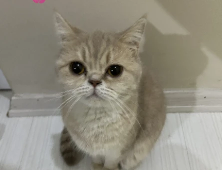 British Shorthair 2 Yaşında Kedim Eş Arıyor - 118981755