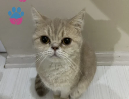 British Shorthair 2 Yaşında Kedim Eş Arıyor