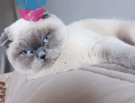 Scottish Fold Yakışıklı Erkeğim Eş Arıyor - 118981760