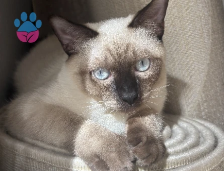 Siyam Kedime Eş Arıyorum