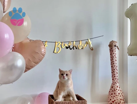 British Shorthair Bej - Eş Arıyor