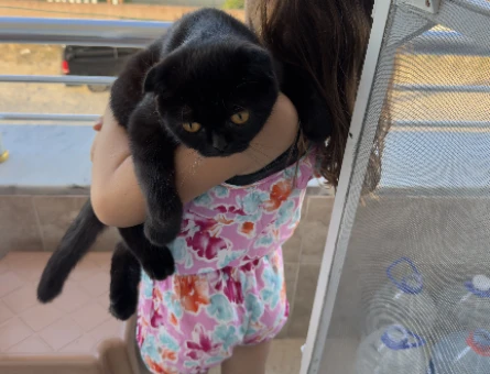 Scottish Fold 1 Yaşında Eş Arıyor - 118981783