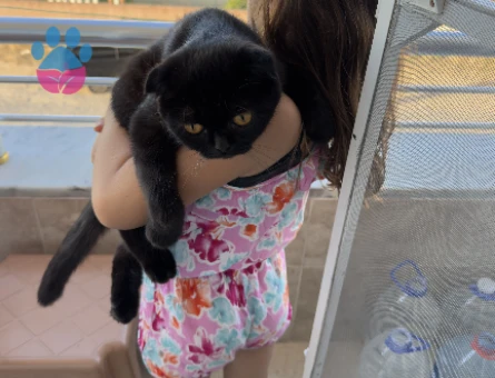 Scottish Fold 1 Yaşında Eş Arıyor