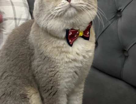 British Shorthair 3 Yaşında Kedim Eş Arıyor - 118981821