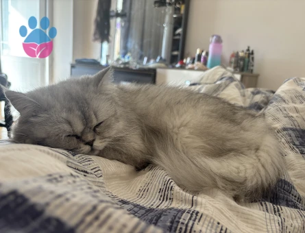 İran Kedim Eş arıyor