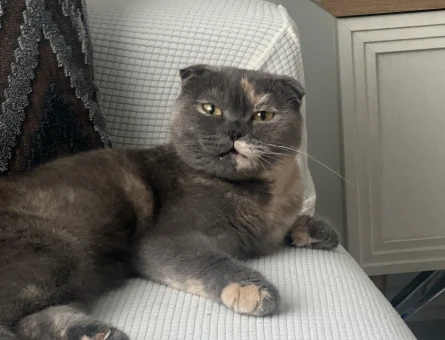 Scottish Fold 1 Yaşında Eş Aranıyor - 118981854